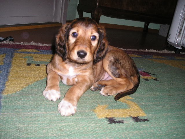 Elmer as a puppy